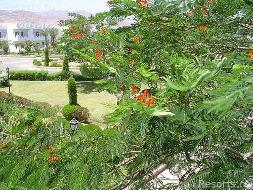 Swiss Inn Golden Beach 4